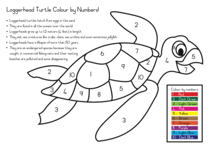 Loggerhead Turtle color by number Color By Number